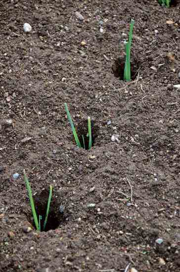 To grow blanched leeks, poke deep holes in the ground, set in the leek seedlings, and let the wind and rain do the work of covering them up so they blanch.